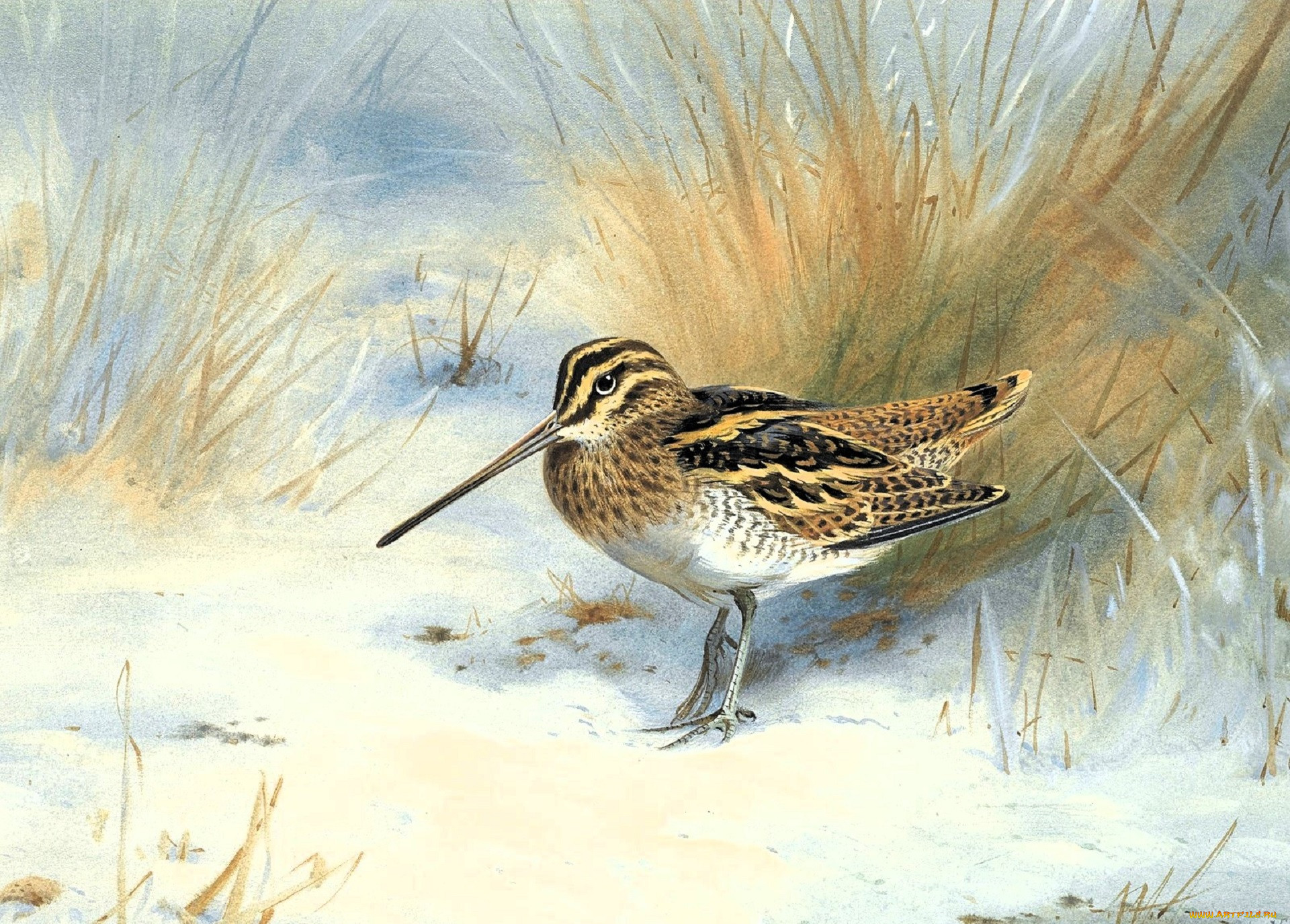 , archibald thorburn, , , 